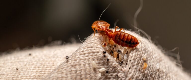 Choosing Between DIY and Professional Bed Bug Treatments What You Need to Know in Etobicoke