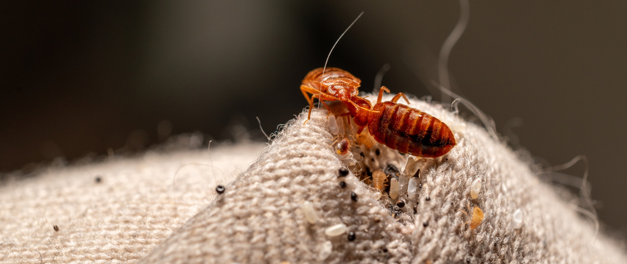 Choosing Between DIY and Professional Bed Bug Treatments What You Need to Know in Etobicoke