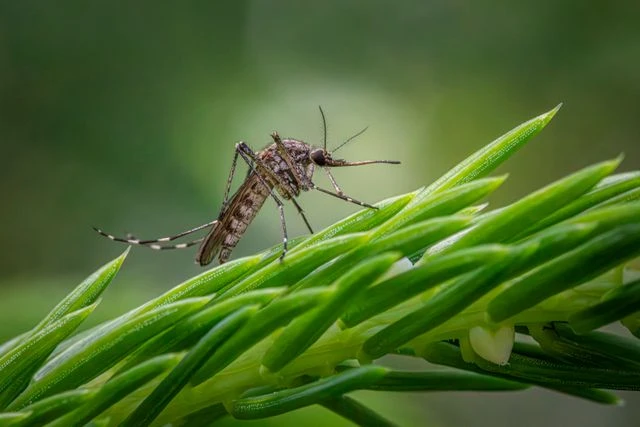 Keep Mosquitoes & Ants Out of Your Yard Causes & Fixes