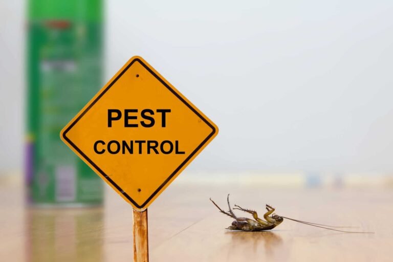 The Four-Season Home Check: Simple Pest Prevention Tasks for Northern Virginia, Virginia